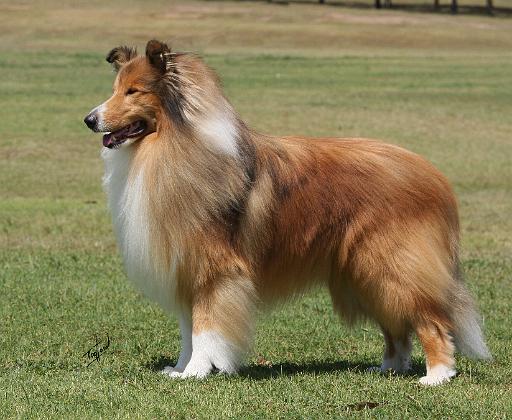 Collie Rough 9Y684D-009.JPG